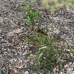 Hardenbergia violacea at Curtin, ACT - 25 Oct 2024