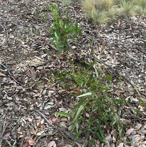 Hardenbergia violacea at Curtin, ACT - 25 Oct 2024