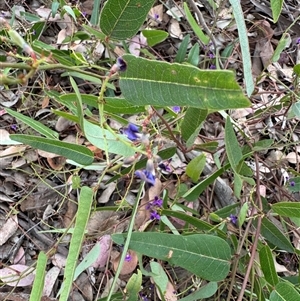 Hardenbergia violacea at Curtin, ACT - 25 Oct 2024