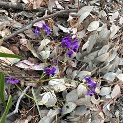 Hardenbergia violacea at Curtin, ACT - 25 Oct 2024