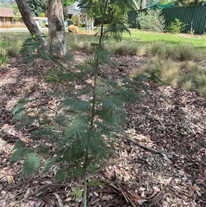 Acacia dealbata at Curtin, ACT - 25 Oct 2024 02:55 PM