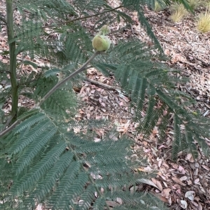 Acacia dealbata at Curtin, ACT - 25 Oct 2024