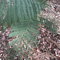 Acacia dealbata at Curtin, ACT - 25 Oct 2024 02:55 PM