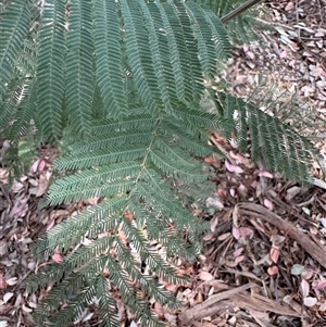 Acacia dealbata at Curtin, ACT - 25 Oct 2024