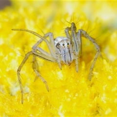 Oxyopes sp. (genus) (Lynx spider) at Yarralumla, ACT - 25 Oct 2024 by Harrisi