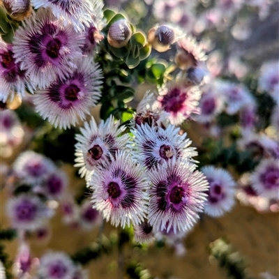 Unidentified Other Shrub at Kalbarri National Park, WA - 22 Oct 2024 by HelenCross