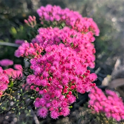 Unidentified Other Shrub at Kalbarri National Park, WA - 22 Oct 2024 by HelenCross