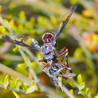 Daptolestes limbipennis (Robber fly) at Yarralumla, ACT - 25 Oct 2024 by Harrisi