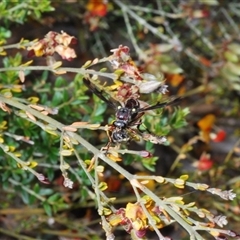 Daptolestes limbipennis at Yarralumla, ACT - 25 Oct 2024 11:31 AM