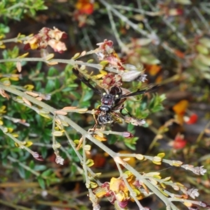 Daptolestes limbipennis at Yarralumla, ACT - 25 Oct 2024