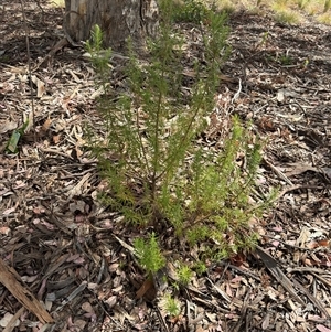 Cassinia longifolia at Curtin, ACT - 25 Oct 2024 02:56 PM