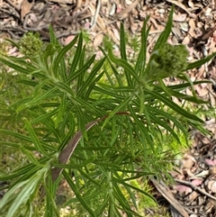 Cassinia longifolia at Curtin, ACT - 25 Oct 2024 02:56 PM