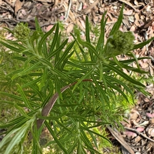 Cassinia longifolia at Curtin, ACT - 25 Oct 2024 02:56 PM