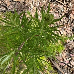 Cassinia longifolia at Curtin, ACT - 25 Oct 2024 02:56 PM