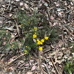 Xerochrysum viscosum (Sticky Everlasting) at Curtin, ACT - 25 Oct 2024 by Hejor1