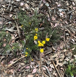 Xerochrysum viscosum at Curtin, ACT - 25 Oct 2024