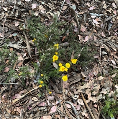 Xerochrysum viscosum (Sticky Everlasting) at Curtin, ACT - 25 Oct 2024 by Hejor1