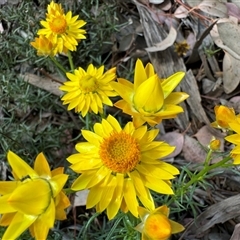 Xerochrysum viscosum at Curtin, ACT - 25 Oct 2024