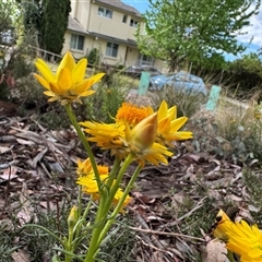 Xerochrysum viscosum at Curtin, ACT - 25 Oct 2024