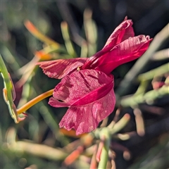 Unidentified Other Wildflower or Herb at Kalbarri National Park, WA - 22 Oct 2024 by HelenCross