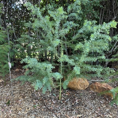 Acacia baileyana (Cootamundra Wattle, Golden Mimosa) at Curtin, ACT - 25 Oct 2024 by Hejor1