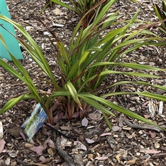 Dianella tasmanica (Tasman Flax Lily) at Curtin, ACT - 25 Oct 2024 by Hejor1