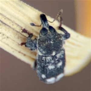 Neolaemosaccus sp. (genus) at Curtin, ACT - 25 Oct 2024