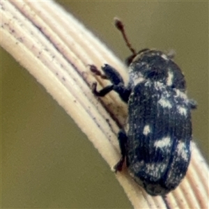 Neolaemosaccus sp. (genus) at Curtin, ACT - 25 Oct 2024