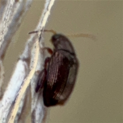 Alticini (tribe) (Unidentified flea beetle) at Curtin, ACT - 25 Oct 2024 by Hejor1