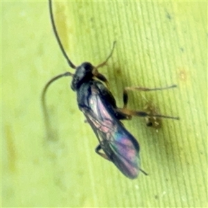 Apocrita (suborder) at Curtin, ACT - 25 Oct 2024 02:17 PM