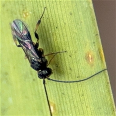 Apocrita (suborder) at Curtin, ACT - 25 Oct 2024 02:17 PM