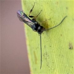 Apocrita (suborder) at Curtin, ACT - 25 Oct 2024 02:17 PM