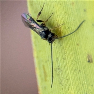 Apocrita (suborder) at Curtin, ACT - 25 Oct 2024 02:17 PM