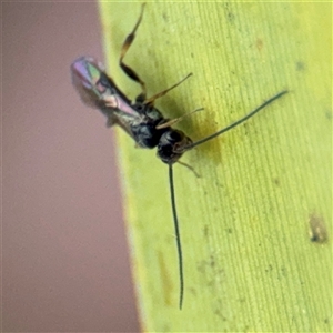 Apocrita (suborder) at Curtin, ACT - 25 Oct 2024 02:17 PM