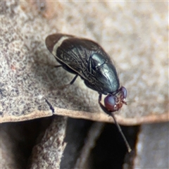 Depressa sp. (genus) (Lauxaniid fly) at Curtin, ACT - 25 Oct 2024 by Hejor1