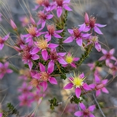 Unidentified Other Shrub at Kalbarri National Park, WA - 22 Oct 2024 by HelenCross