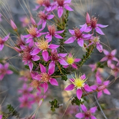 Unidentified Other Shrub at Kalbarri National Park, WA - 22 Oct 2024 by HelenCross