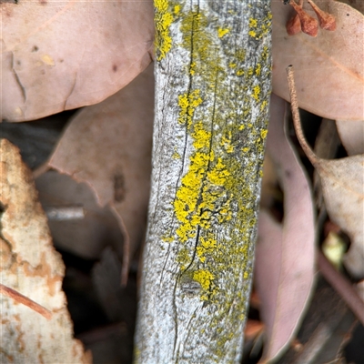 Candelariella sp. at Curtin, ACT - 25 Oct 2024 by Hejor1