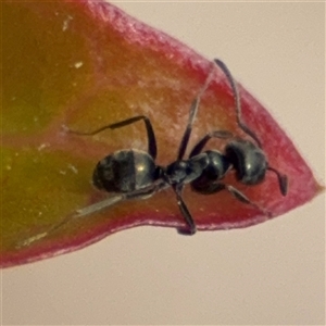 Iridomyrmex sp. (genus) at Curtin, ACT - 25 Oct 2024 02:22 PM