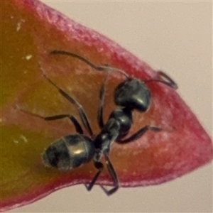 Iridomyrmex sp. (genus) at Curtin, ACT - 25 Oct 2024