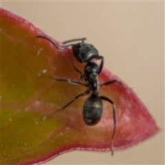 Iridomyrmex sp. (genus) at Curtin, ACT - 25 Oct 2024 02:22 PM