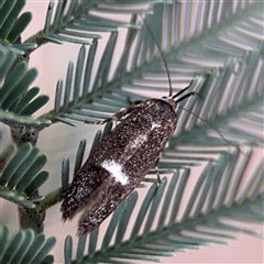 Leistomorpha brontoscopa (A concealer moth) at Curtin, ACT - 25 Oct 2024 by Hejor1