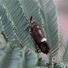 Leistomorpha brontoscopa at Curtin, ACT - 25 Oct 2024