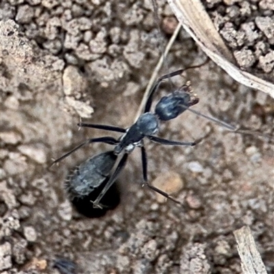 Camponotus stefani at Curtin, ACT - 25 Oct 2024 by Hejor1