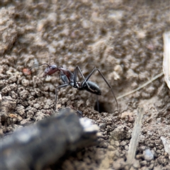 Camponotus stefani at Curtin, ACT - 25 Oct 2024 03:05 PM
