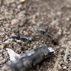 Camponotus stefani at Curtin, ACT - 25 Oct 2024 03:05 PM
