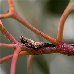 Machaerotinae sp. (family) (Tube Spittlebugs) at Curtin, ACT - 25 Oct 2024 by Hejor1