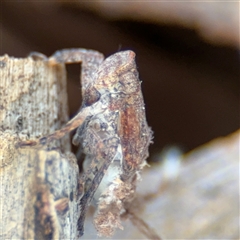 Platybrachys sp. (genus) (A gum hopper) at Curtin, ACT - 25 Oct 2024 by Hejor1