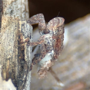 Platybrachys sp. (genus) at Curtin, ACT - 25 Oct 2024