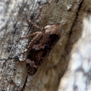 Eurymeloides adspersa at Curtin, ACT - 25 Oct 2024